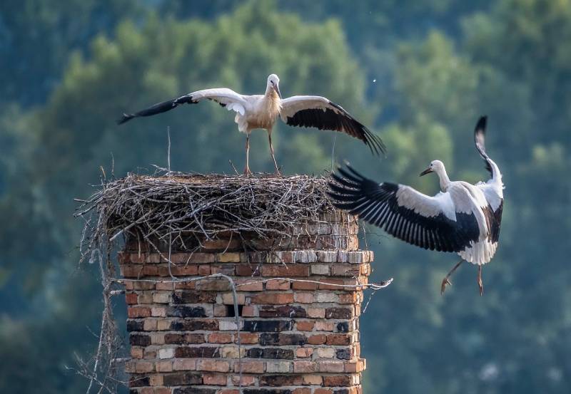 Expert Chimney Animal Removal in Macomb, MI Professional Chimney Animal Removal Services in Macomb, Michigan