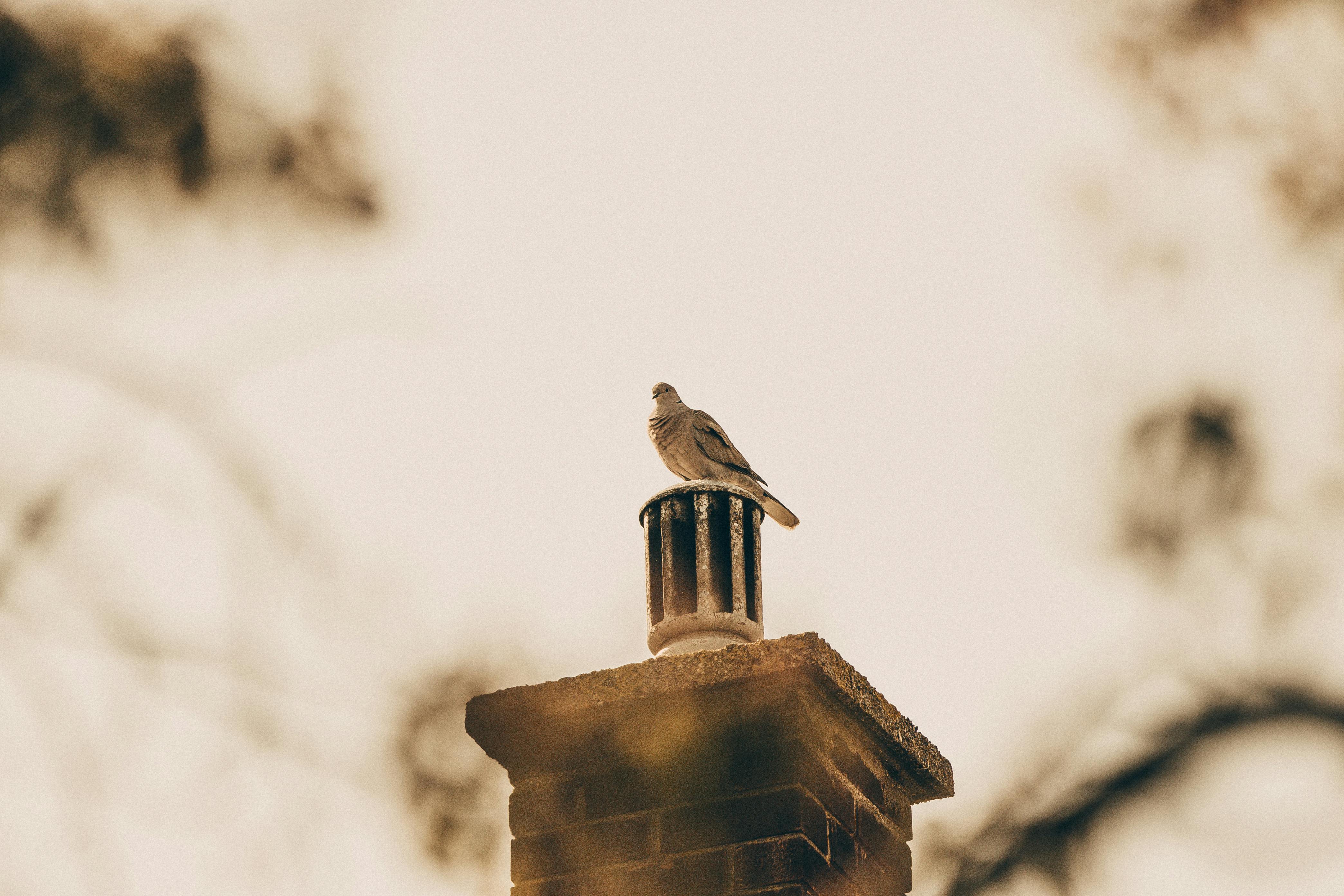 Quality Chimney Caps and Dampers Installation in Macomb, MI Professional Chimney Cap and Damper In Macomb Michigan